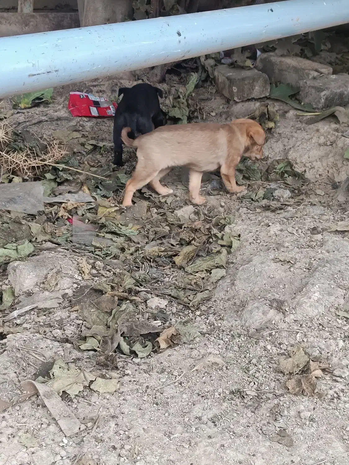 سگ پاکوتاه اصل|سگ|سیمین شهر, |دیوار