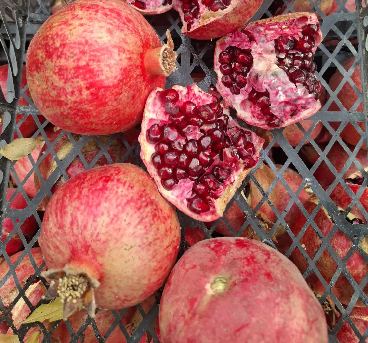 انار|خوردنی و آشامیدنی|مرودشت, ده بید|دیوار