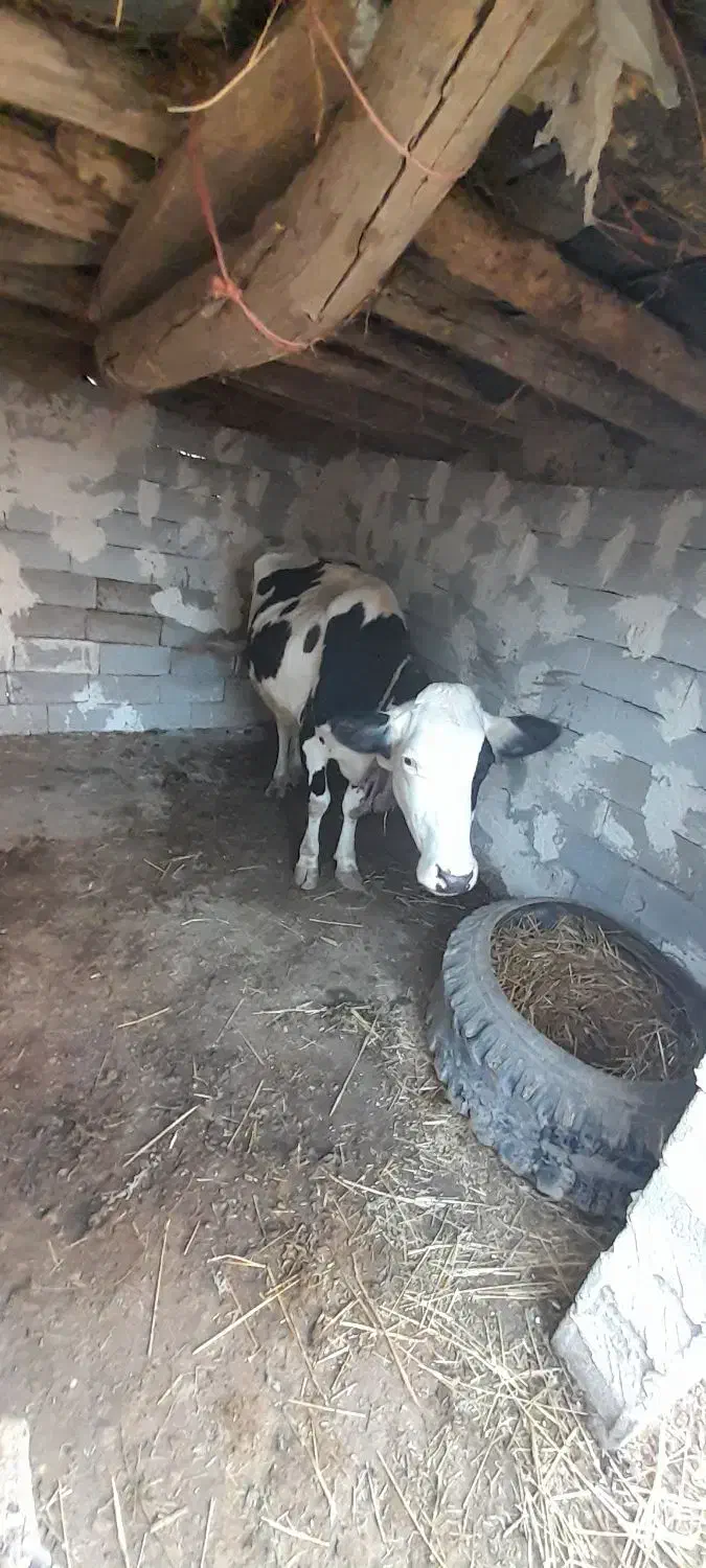 گاو شیری شکم دوم با گوساله ماده|حیوانات مزرعه|قشلاق دشت, |دیوار