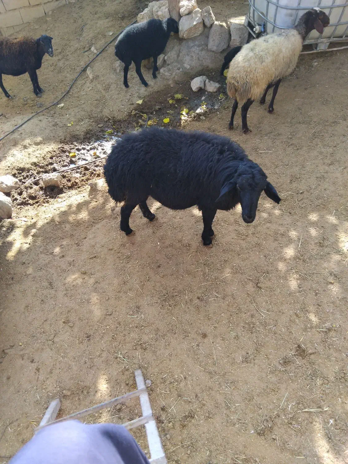 یک عددقوچ قارا|حیوانات مزرعه|نوبران, |دیوار