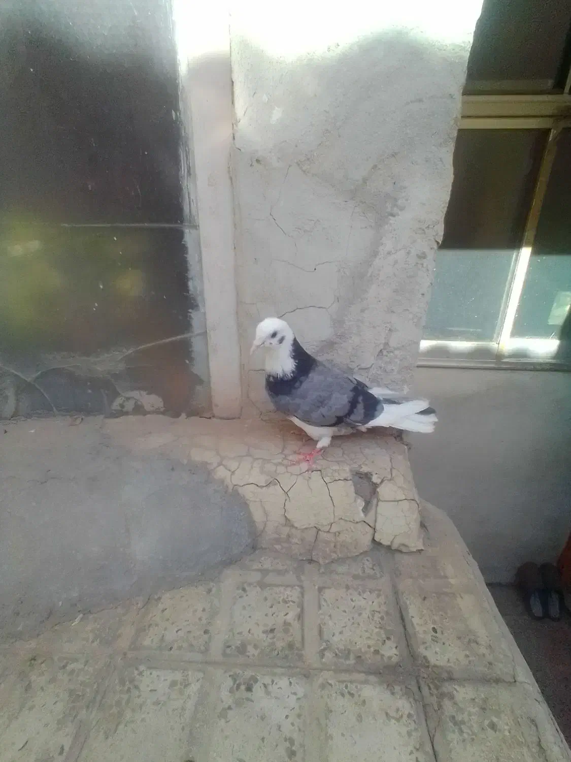 کبوتر|پرنده|محمدشهر, جعفرآباد|دیوار