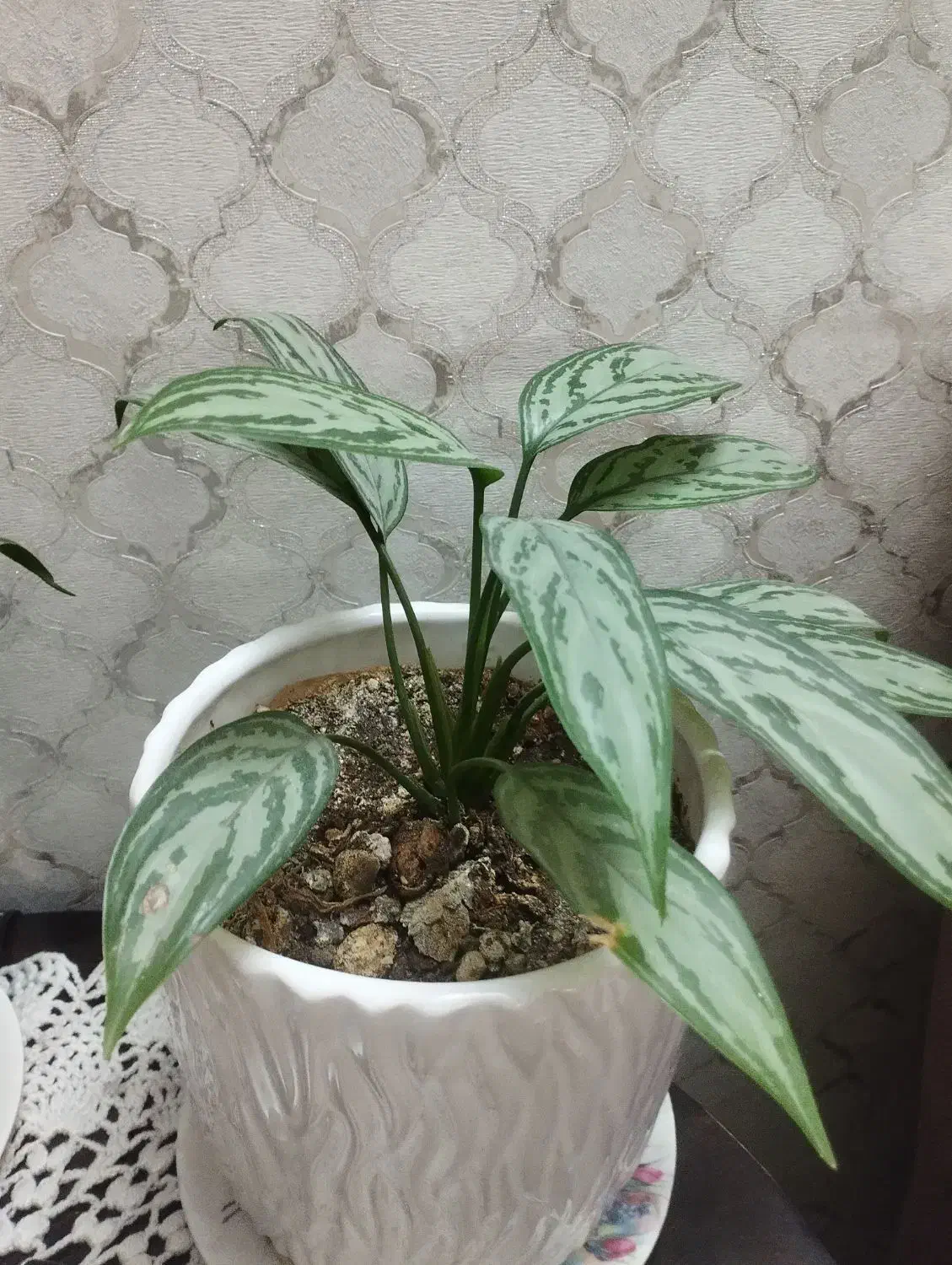 گلدان آگلونما ،بسیار سرحال وزیبا|گل و گیاه طبیعی|تهران, جوادیه تهرانپارس|دیوار