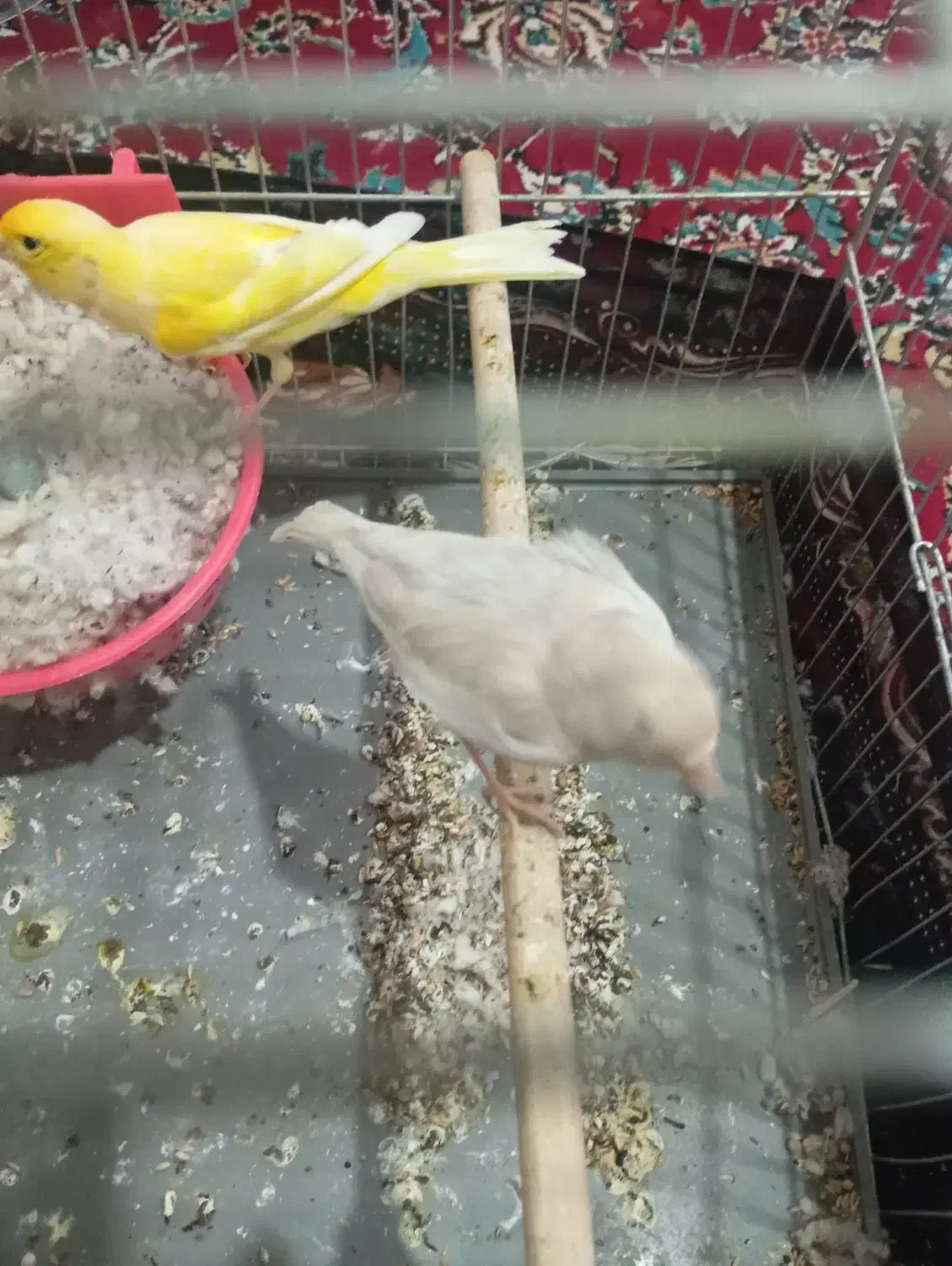 قناری|پرنده|فارسان, |دیوار