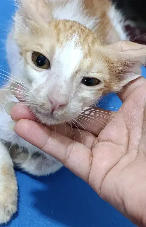 واگذاری بچه گربه|گربه|بندرعباس, |دیوار