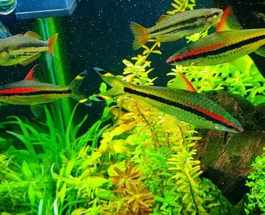 ماهی ردلاین و رمبو|ماهی|سبزوار, پاسداران|دیوار