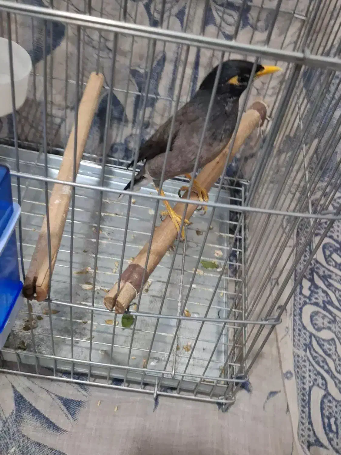 جوجه مرغ مینا اصل چشم ستاره ایی|پرنده|شیراز, پودنک|دیوار