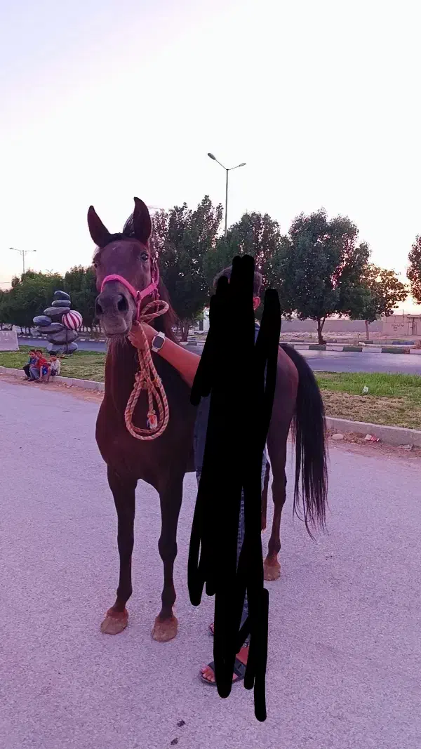 مادیون خالص|اسب و تجهیزات اسبسواری|خرمآباد, |دیوار