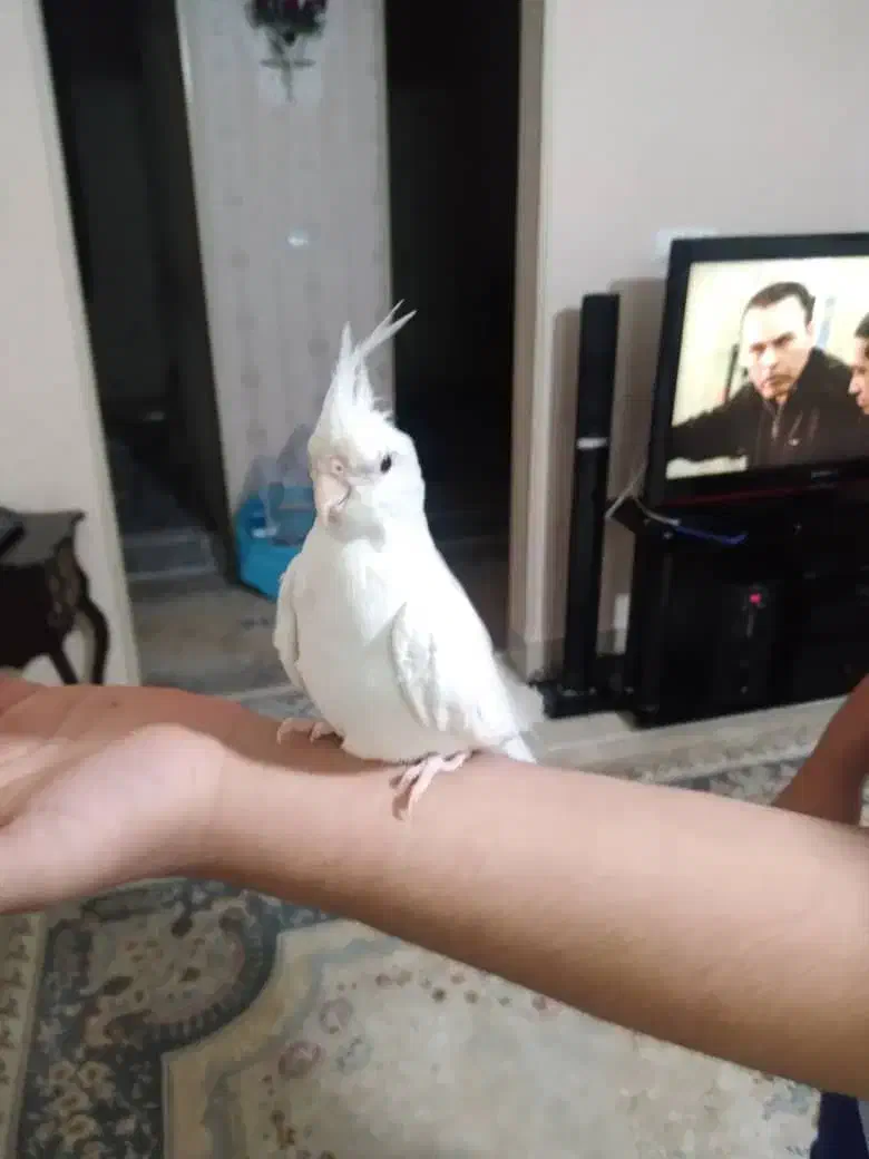 عروس هلندی آلبینو|پرنده|خمین, |دیوار