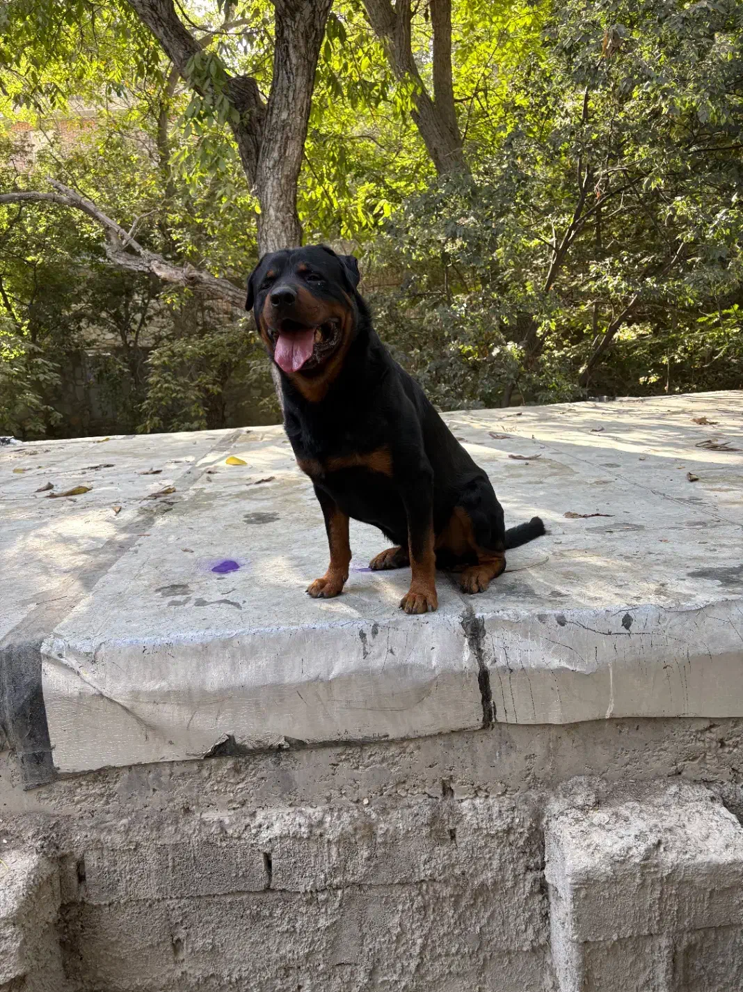 سگ روت|سگ|کوهسار (البرز), |دیوار