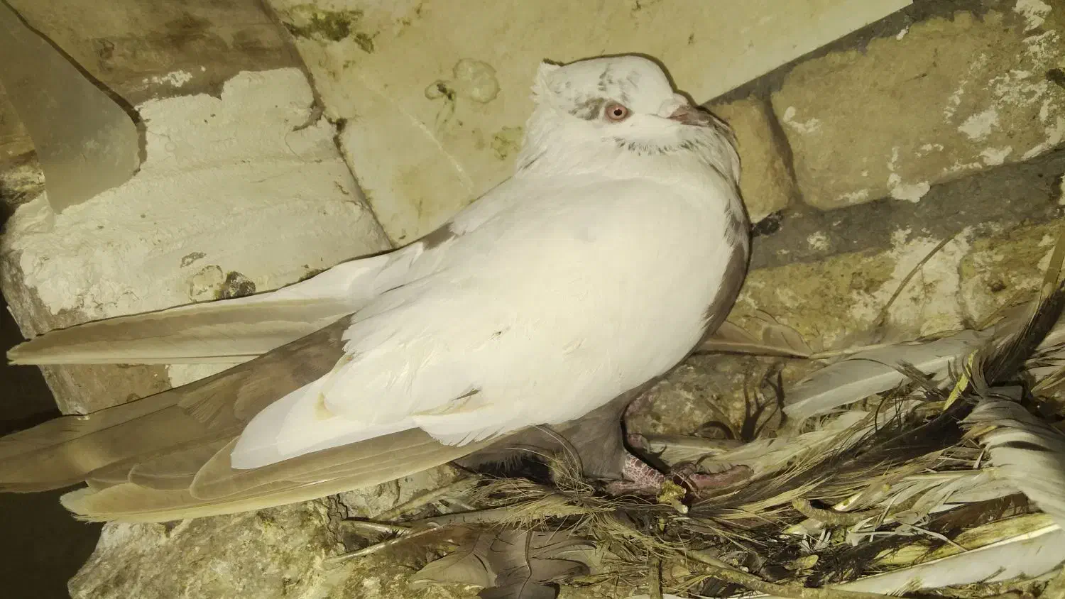 دمی ماده . دم قهوه ای|پرنده|زاغه, |دیوار