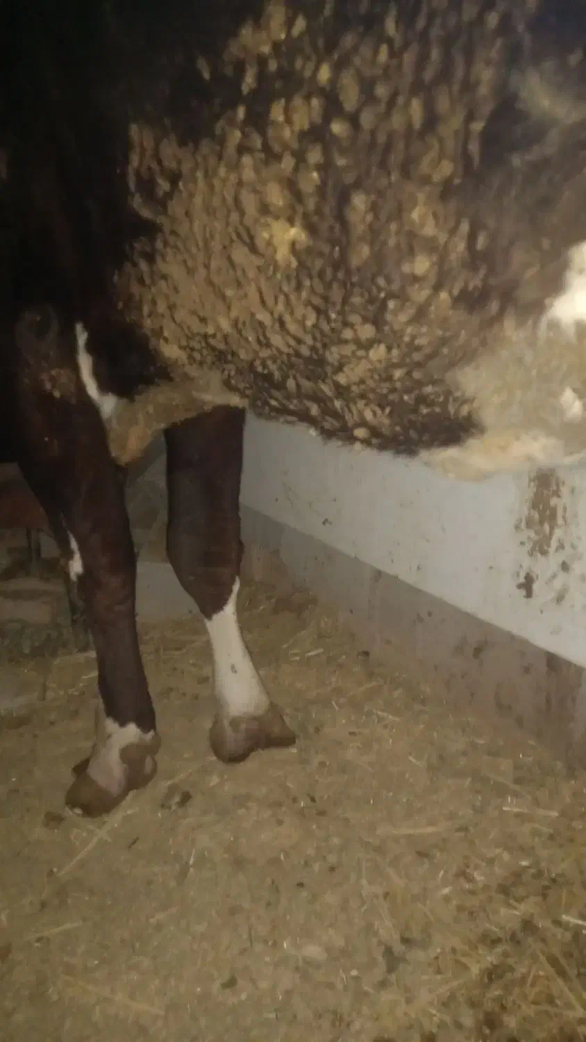 شیر گاو تازه|خوردنی و آشامیدنی|شیراز, ویلاشهر|دیوار