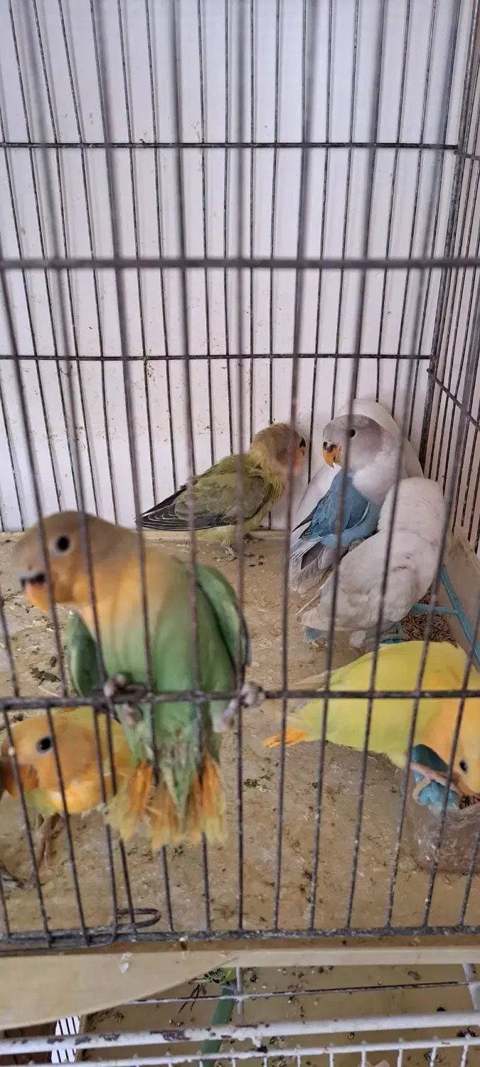 طوطی برزیلی جوجه اهلی و بالغ|پرنده|خوی, |دیوار