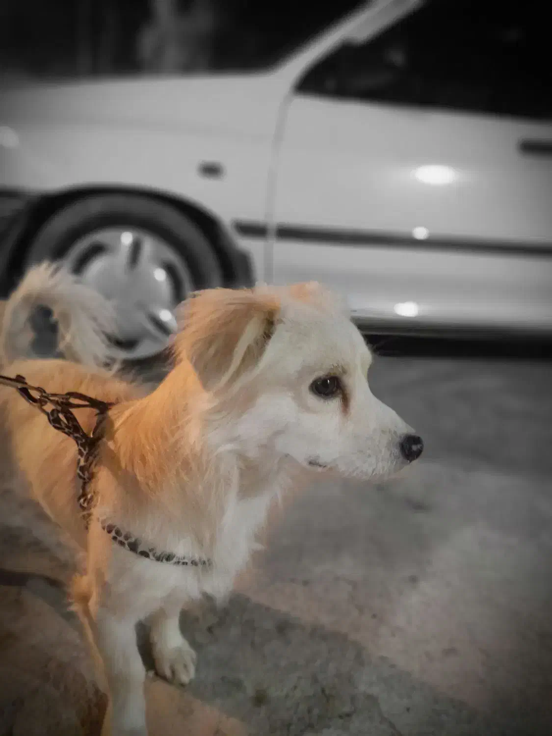 پاکوتاه باهوش خونهگی|سگ|شیروان (خراسان), |دیوار