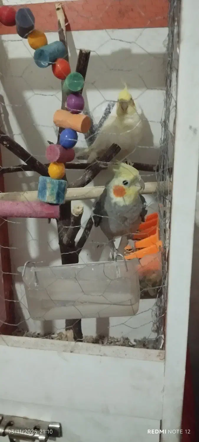 عروس هلندی نرو ماده با قفس|پرنده|پاکدشت, پاکدشت (مامازند)|دیوار