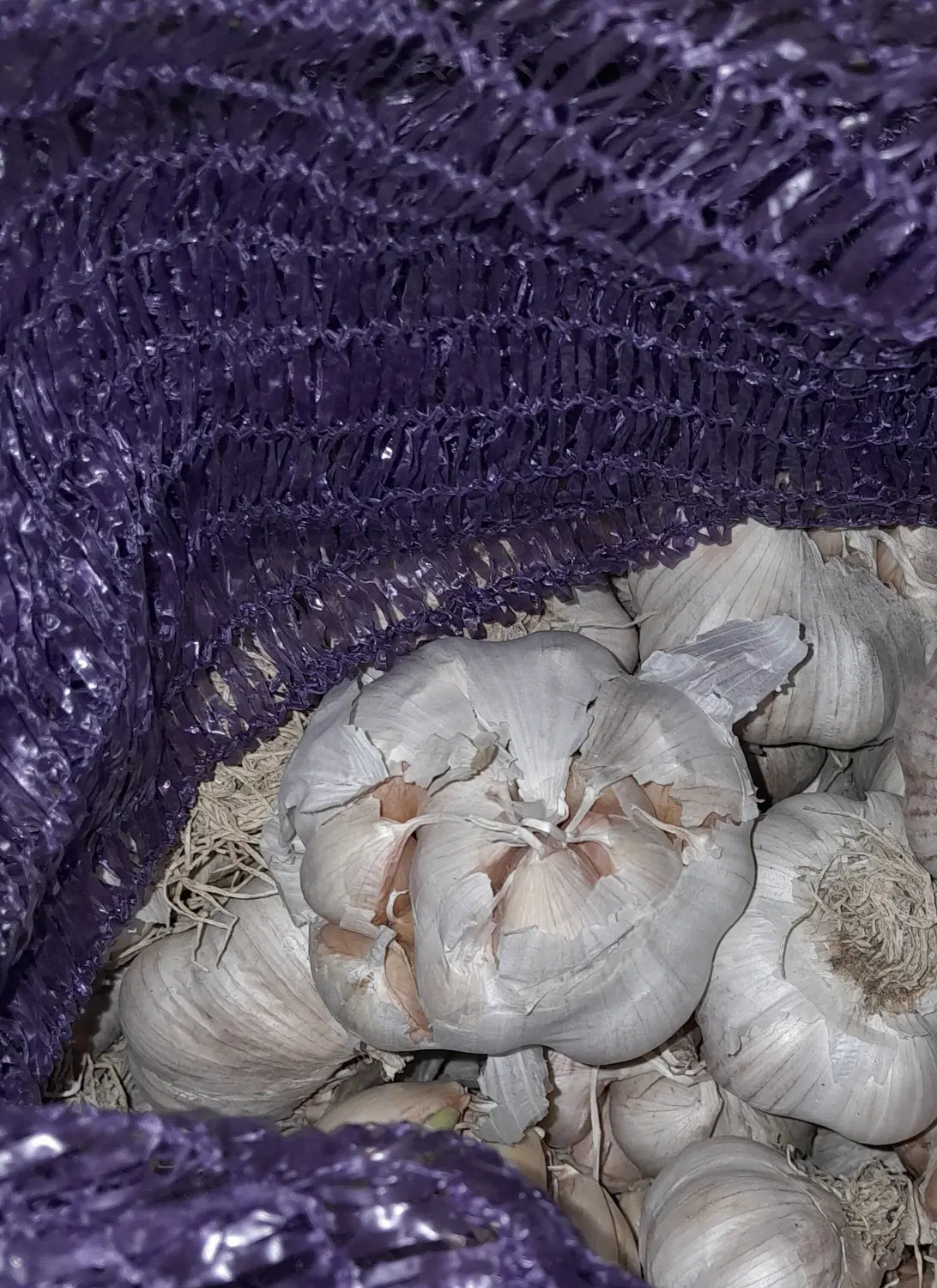 سیر|خوردنی و آشامیدنی|پارسآباد, |دیوار