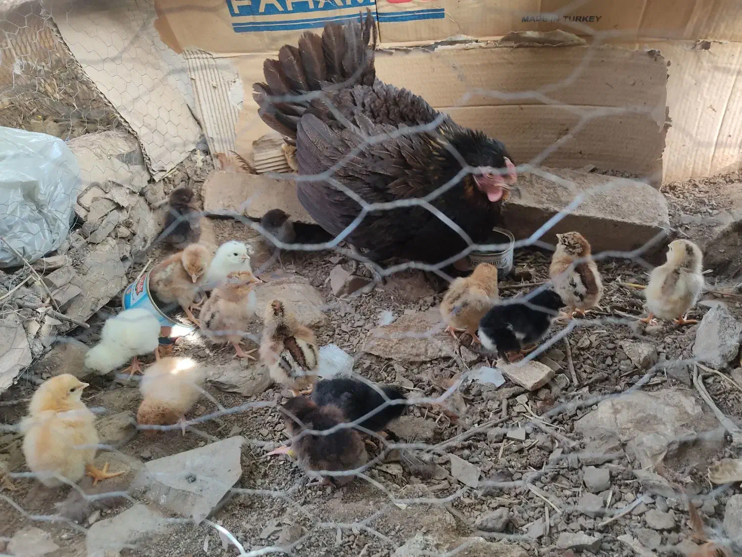 مرغ کوردی تخم گذار|حیوانات مزرعه|پاوه, |دیوار