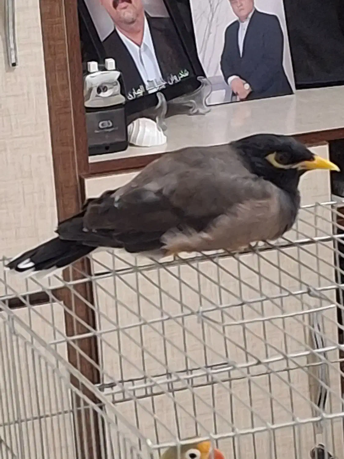 مینا سخنگو دستی|پرنده|زاهدان, |دیوار