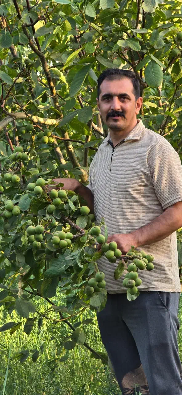 نهال‌گردو پربار، سودطلایی|خدمات باغبانی و درختکاری|جوانرود, |دیوار