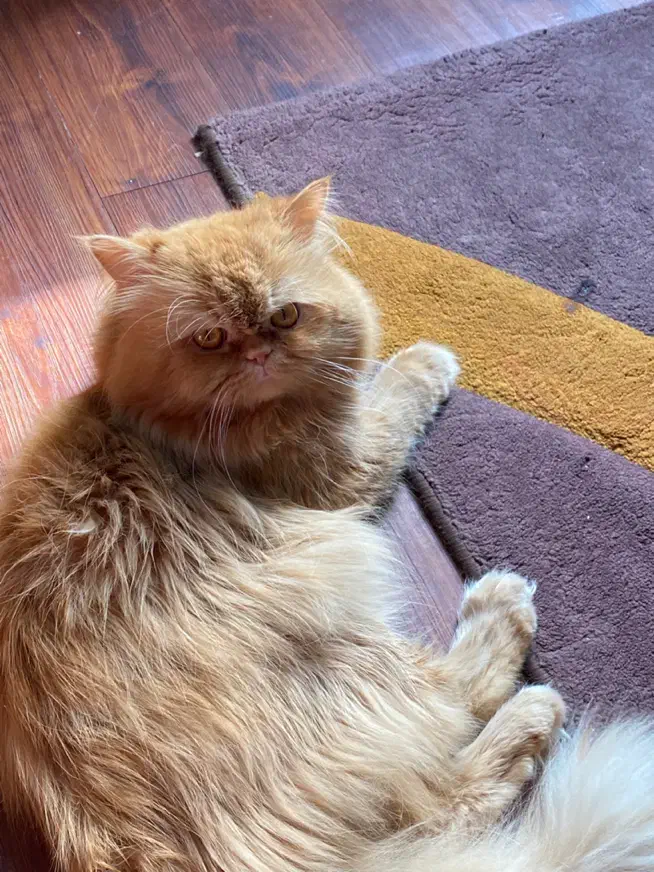 گربه برای جفت گیری|گربه|بندرعباس, |دیوار