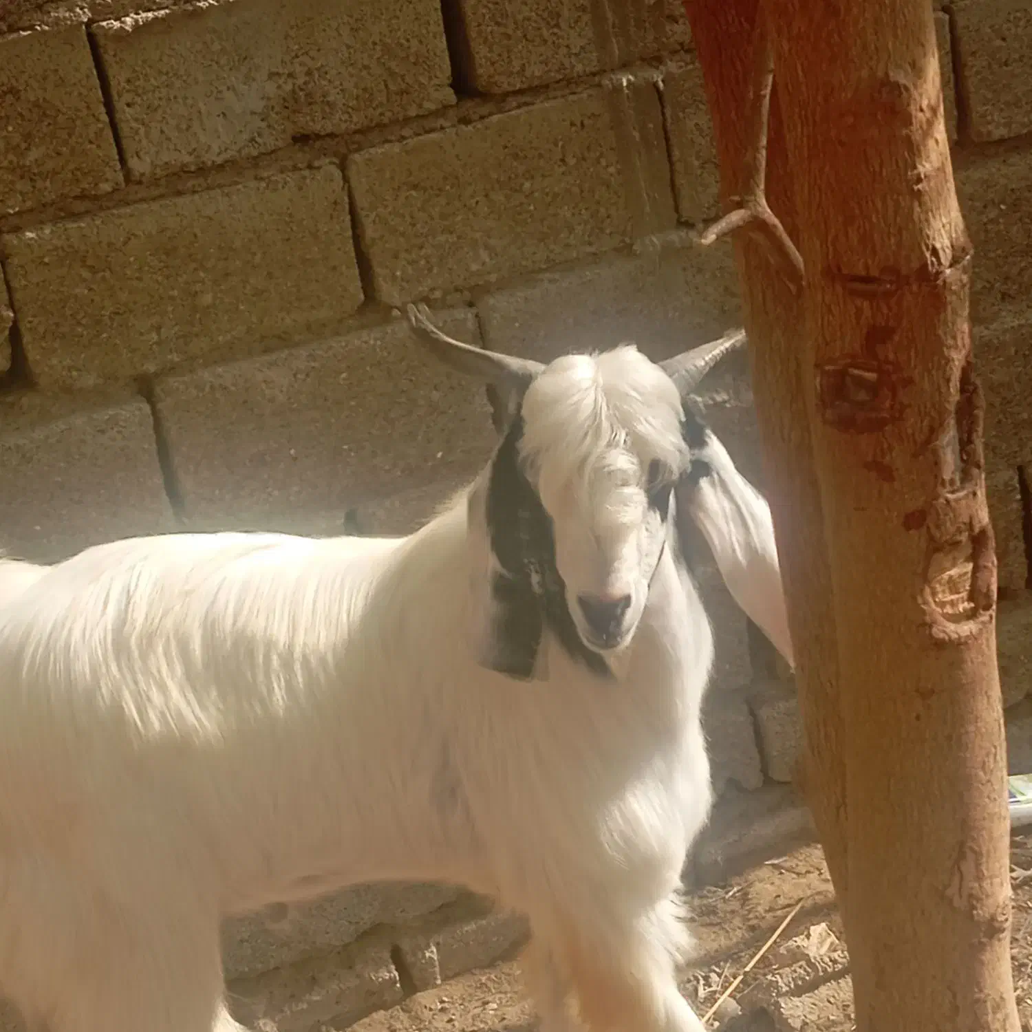 پاچن|حیوانات مزرعه|چابهار, |دیوار