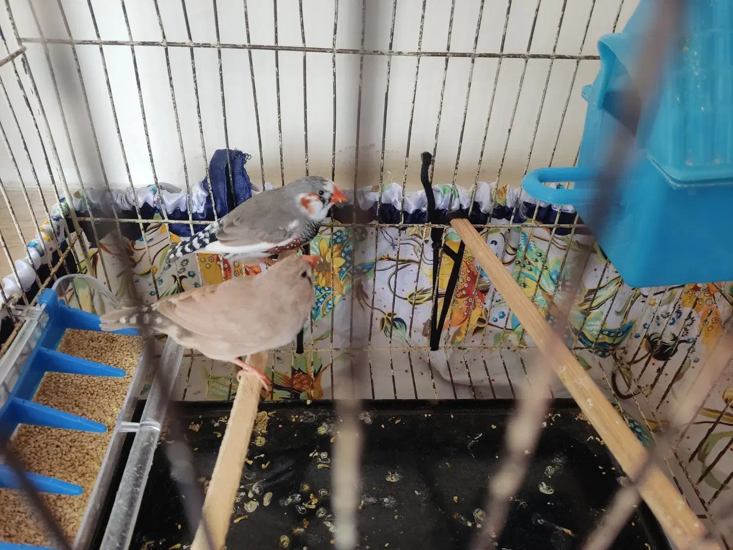 فنچ|پرنده|سنقر, |دیوار