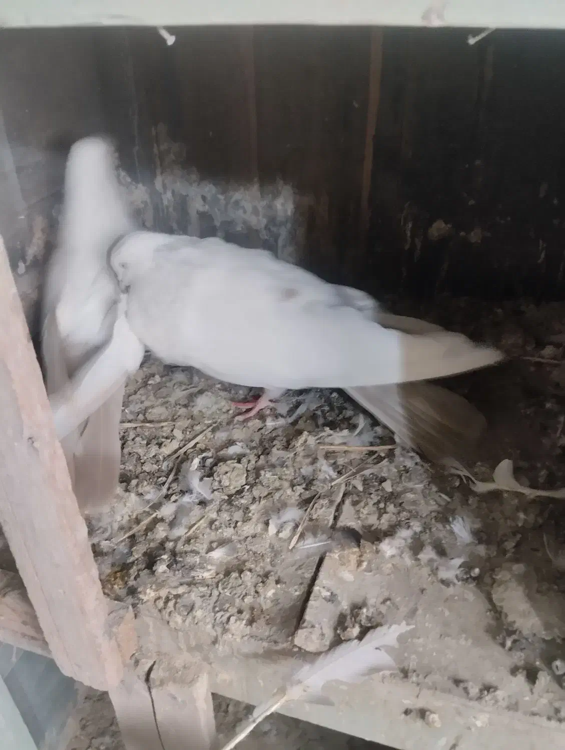 پرنده|پرنده|نوشین شهر, |دیوار