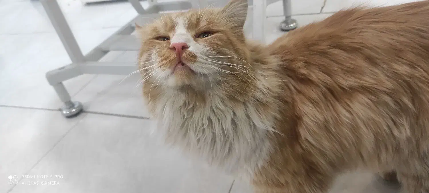 واگذاری گربه طلایی|گربه|زاهدان, |دیوار