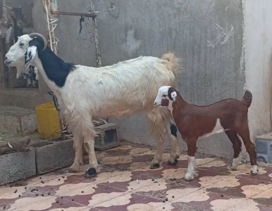 بز های کهره دار|حیوانات مزرعه|برازجان, |دیوار