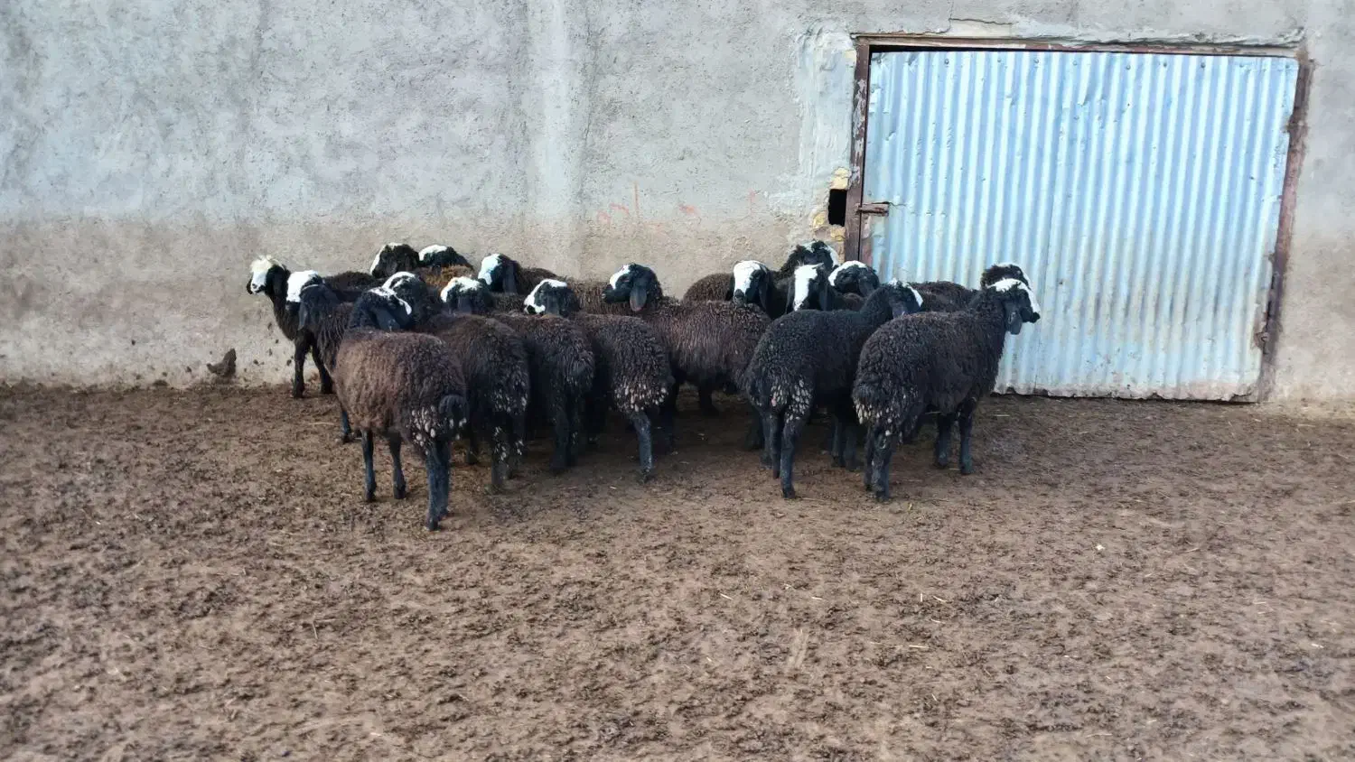 بره نروماده|لوازم جانبی حیوانات|اسفرورین, |دیوار