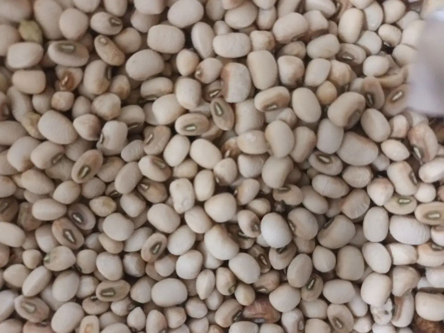 لوبیا عربی|عمده‌فروشی|کارون, |دیوار