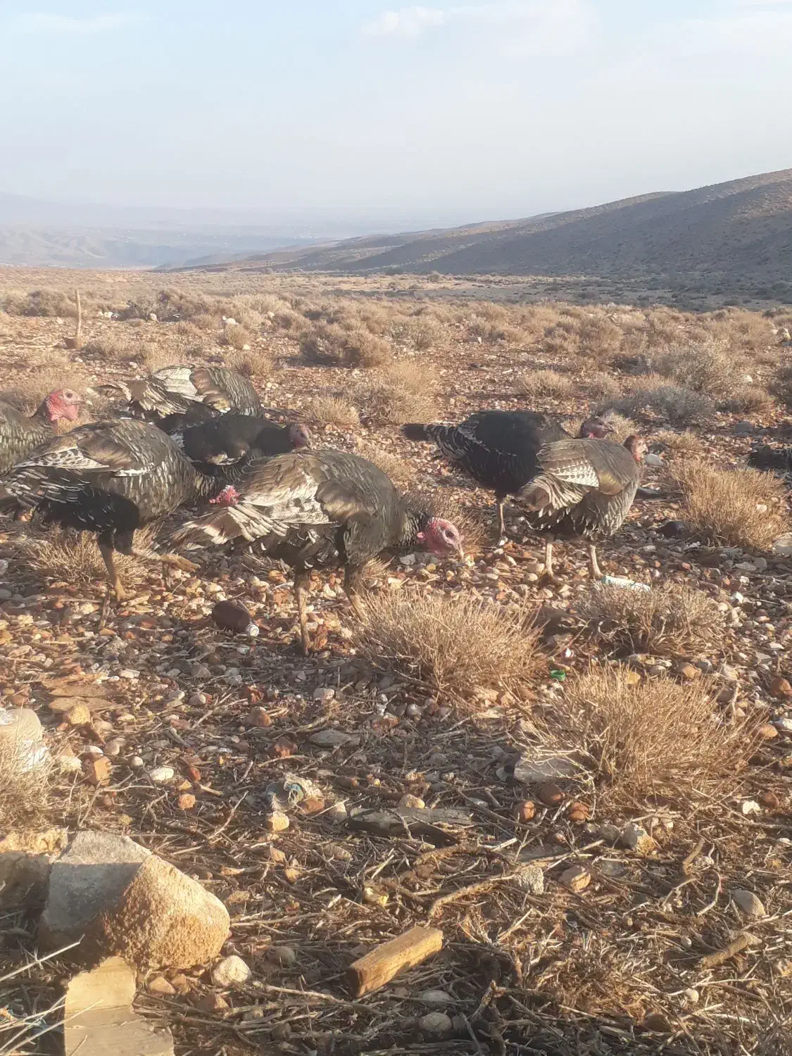 بوقلمون محلی|حیوانات مزرعه|شیراز, بعثت|دیوار