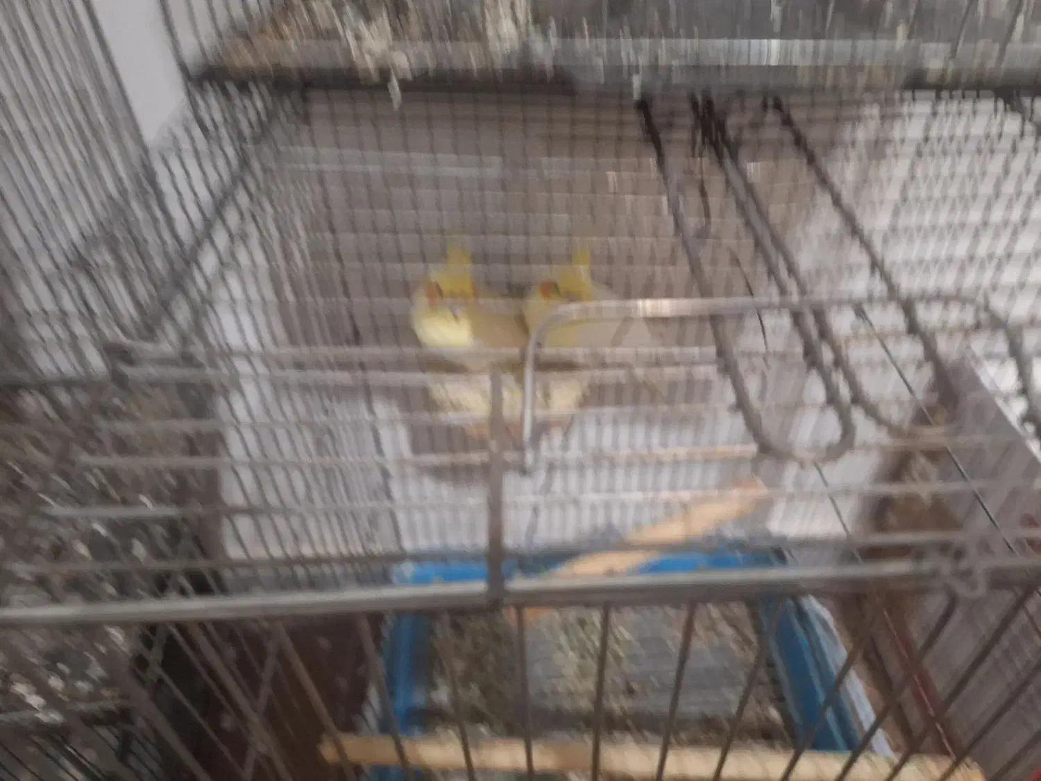 عروس هلندی نر ماده|پرنده|مهران (ایلام), |دیوار