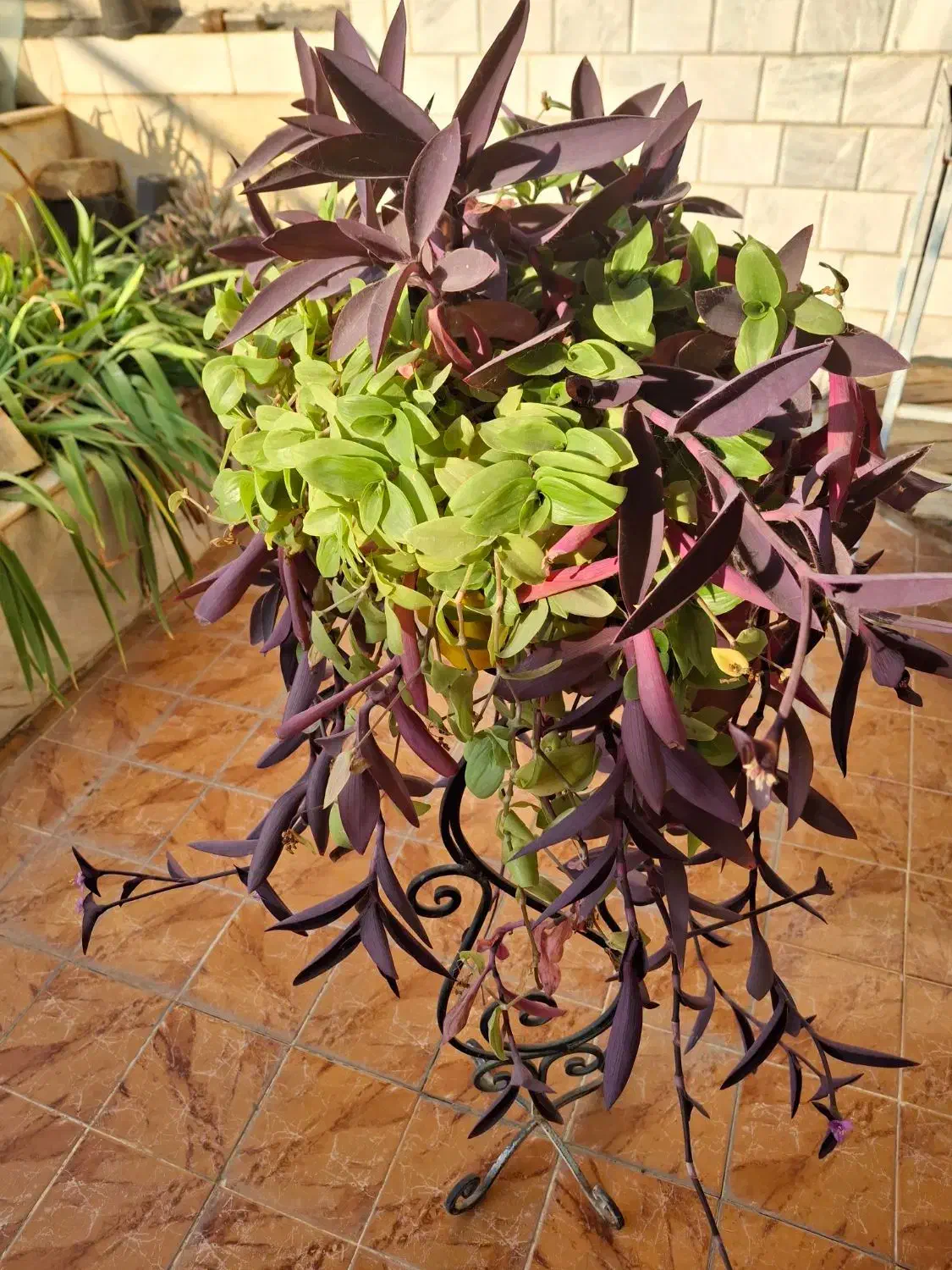 گل طبیعی|گل و گیاه طبیعی|نجف‌آباد, فاز ۲ شهرک آزادگان|دیوار