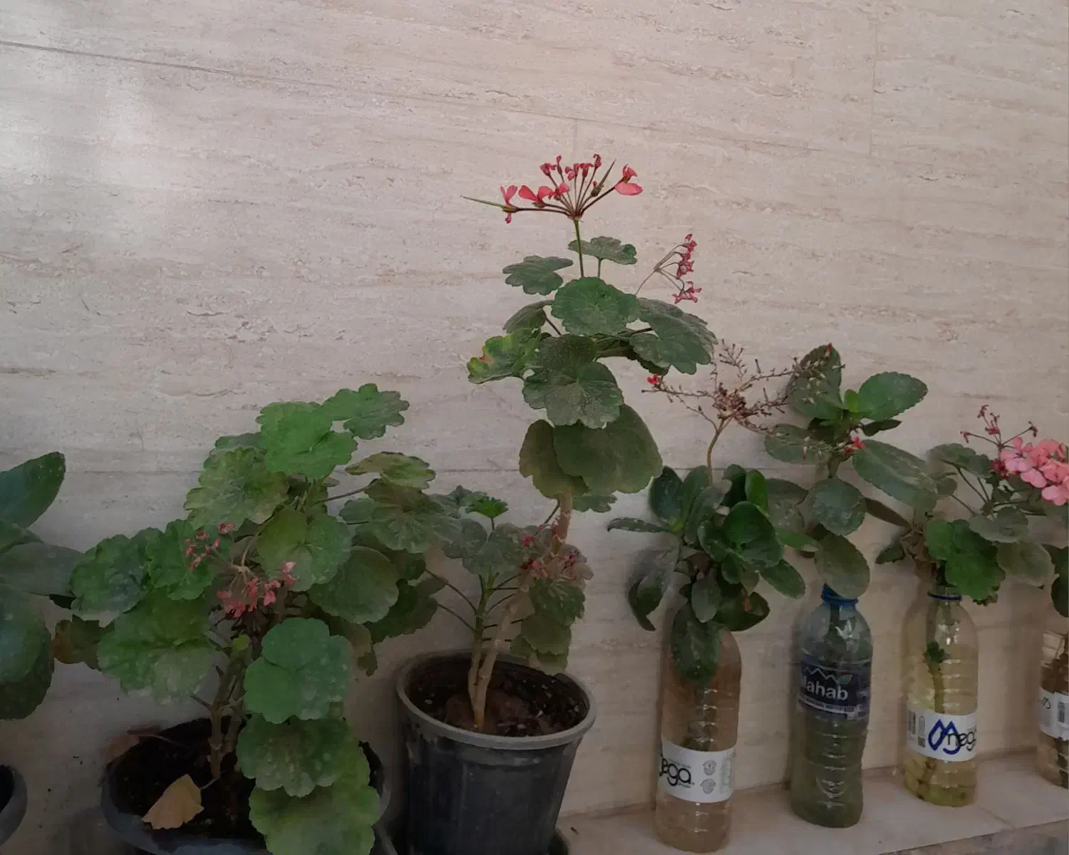 گلهای طبیعی|گل و گیاه طبیعی|نظرآباد, نظرآباد|دیوار