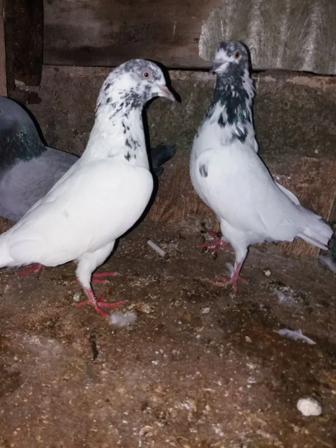 کبوتر .خوش ذات|پرنده|رشت, سلیمانداراب|دیوار