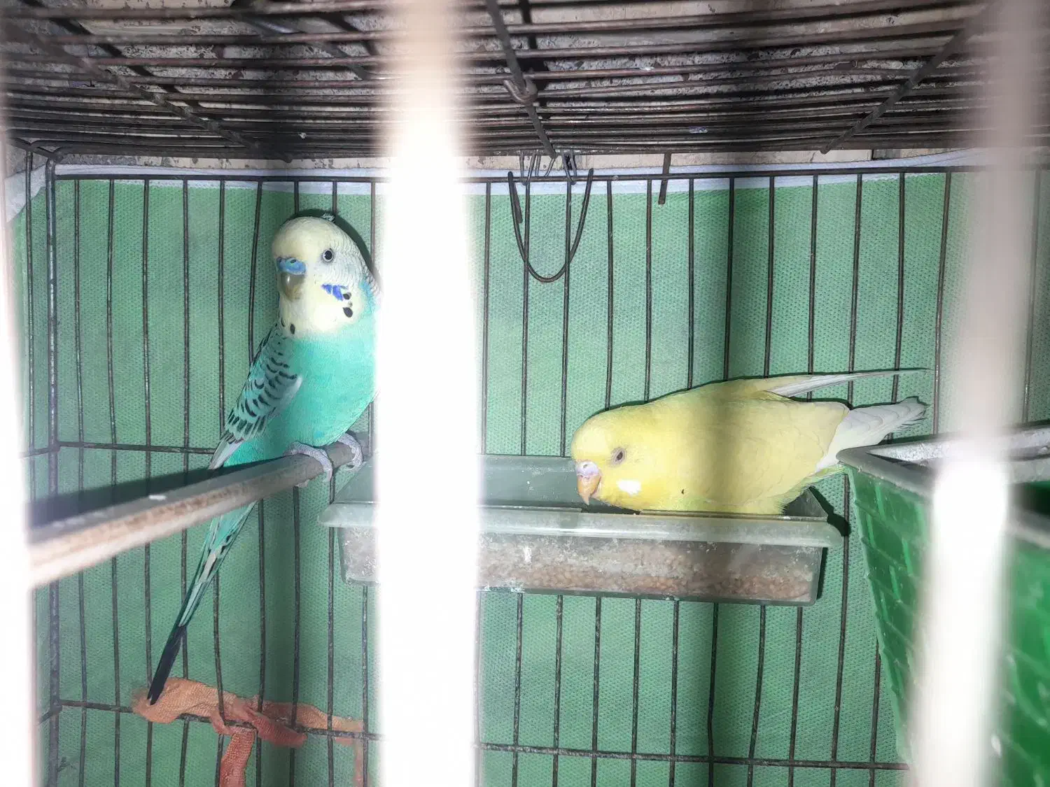 ۲تا نر مرغ عشق|پرنده|محمدیه-قزوین, |دیوار