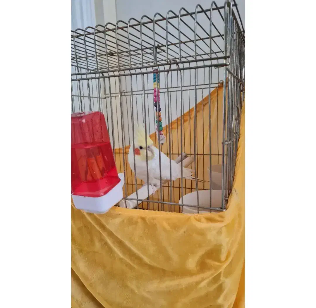 عروس هلندی سفید|پرنده|تهران, جنت‌آباد مرکزی|دیوار