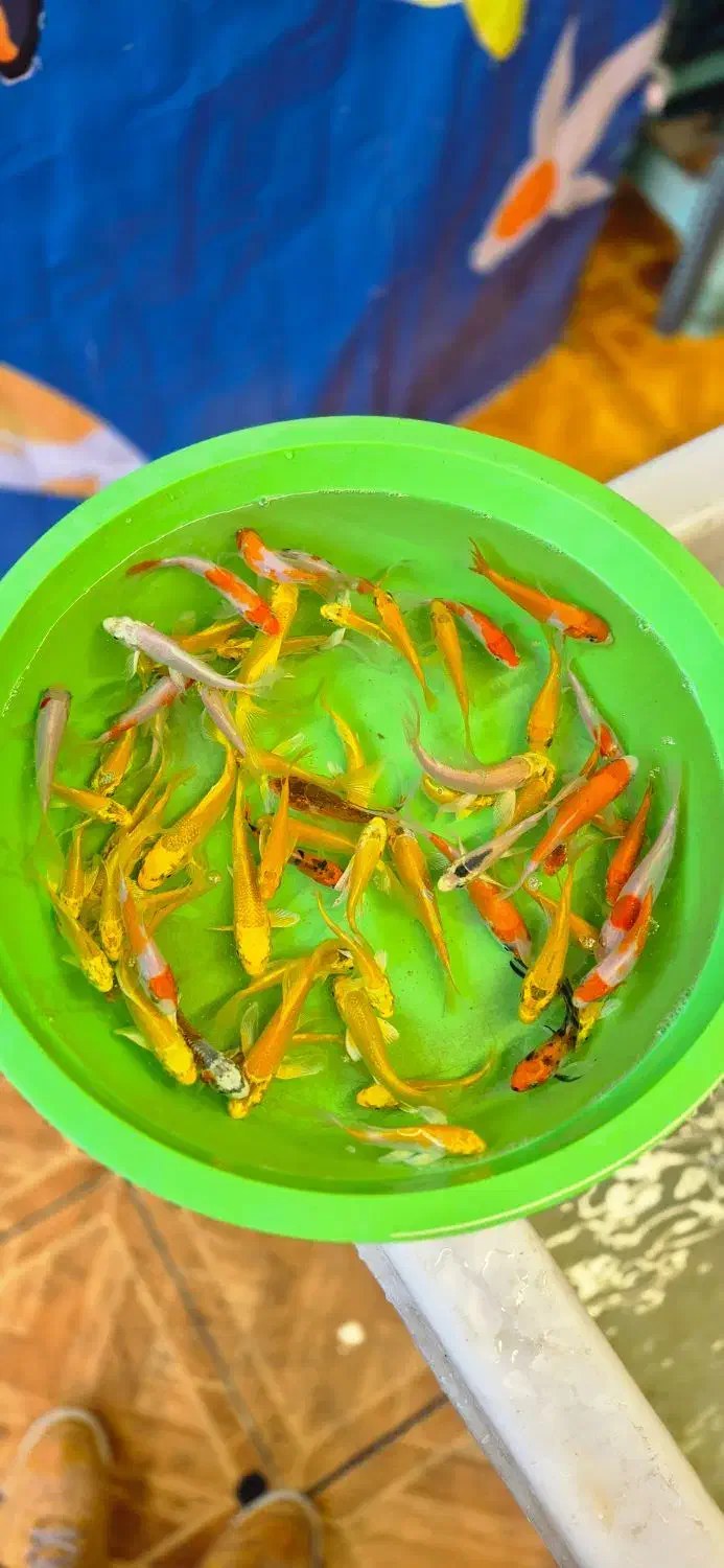 ماهی کوی در سایزهای مختلف|ماهی|شیراز, شهرک بهار|دیوار