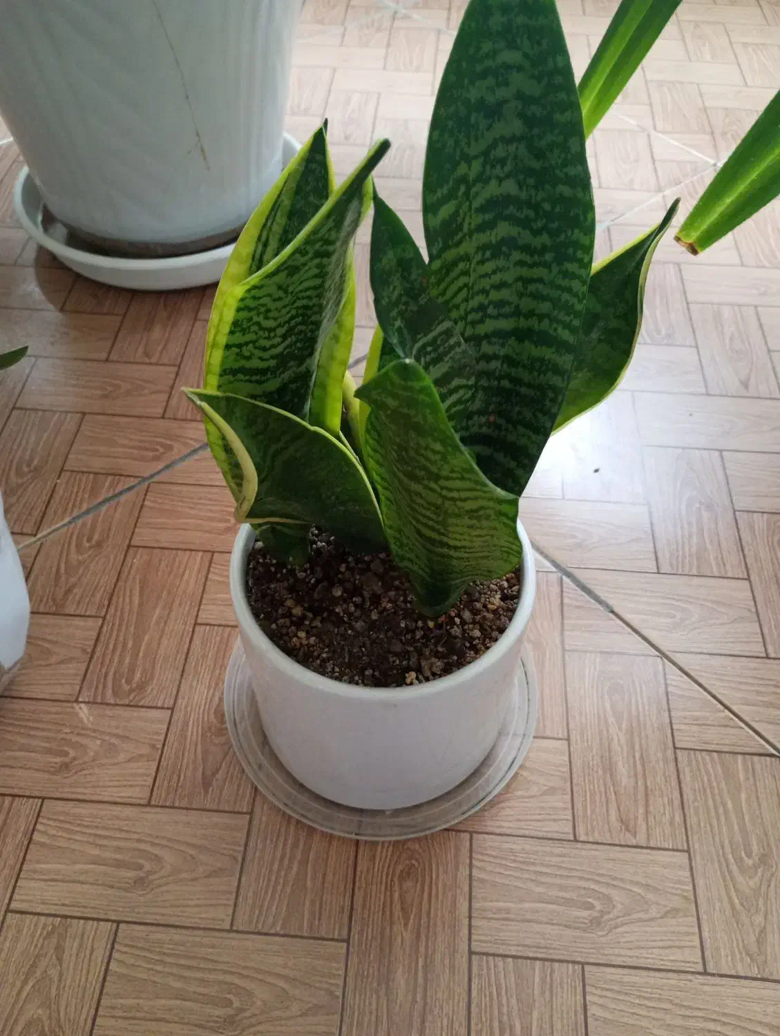 سانس وشفلرا|گل و گیاه طبیعی|مشهد, شهرک ابوذر|دیوار