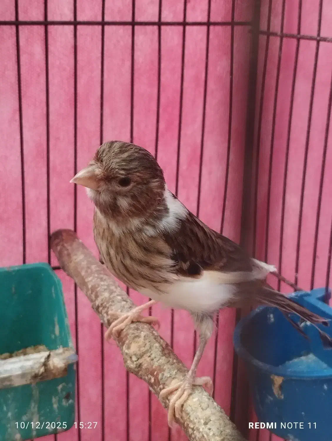 قناری|پرنده|اهواز, کمپلو شمالی|دیوار