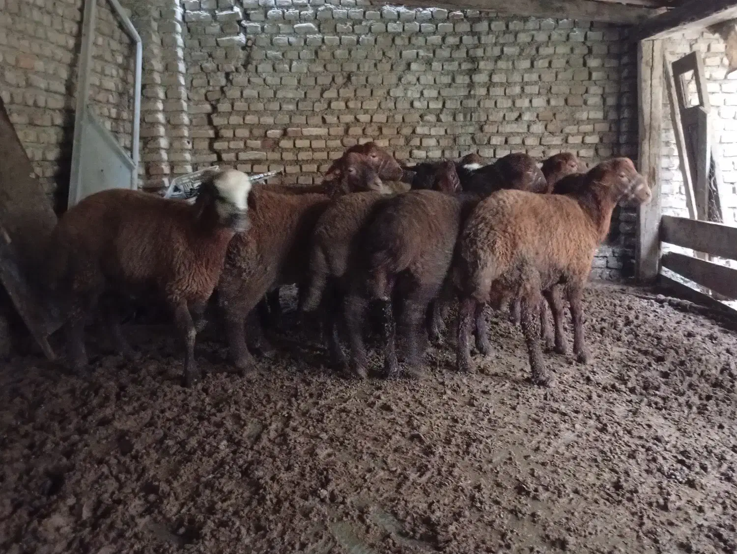 بره نر|حیوانات مزرعه|سورک, |دیوار