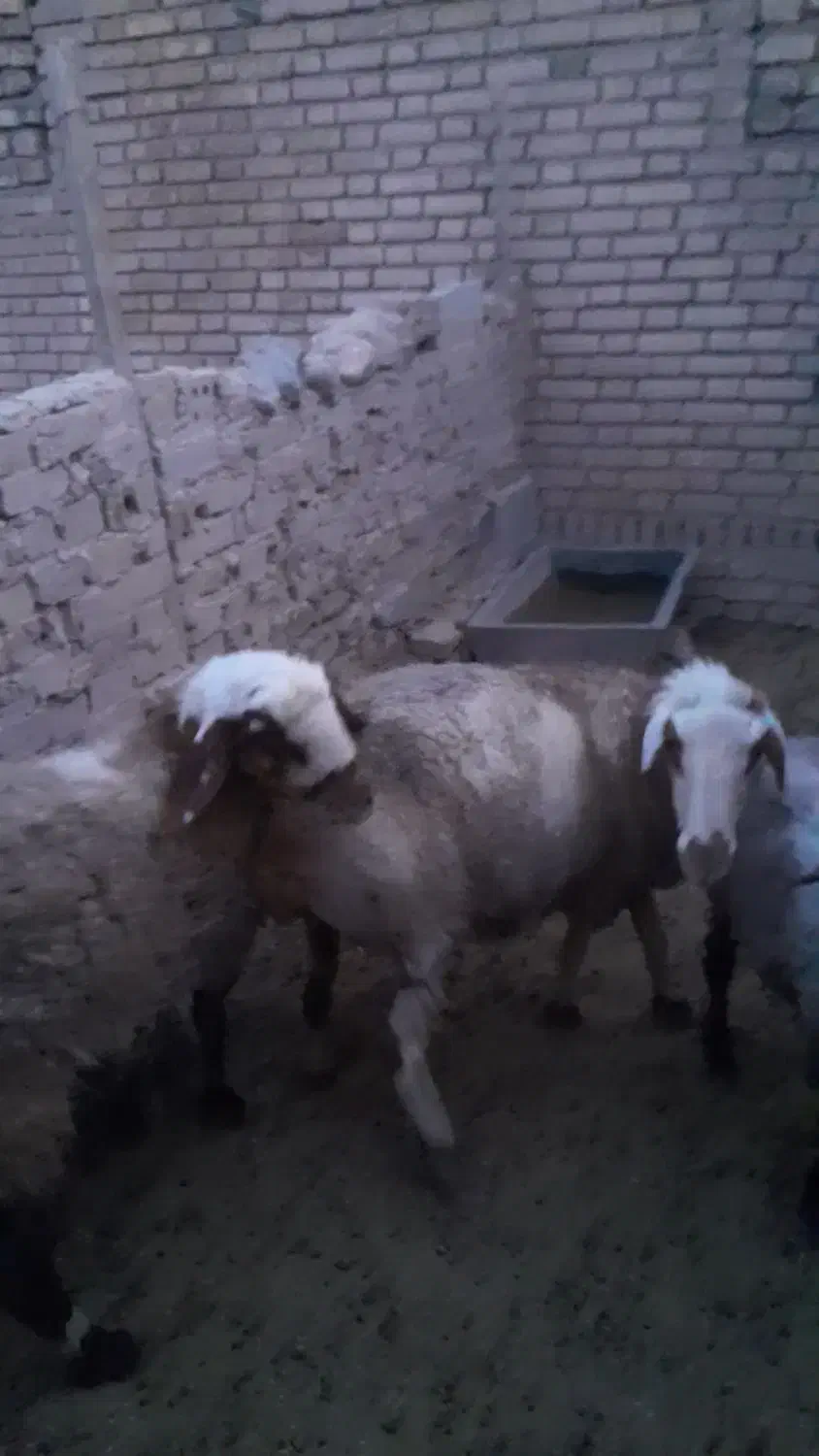 یک جفت میش و بره ماده|حیوانات مزرعه|قائن, |دیوار