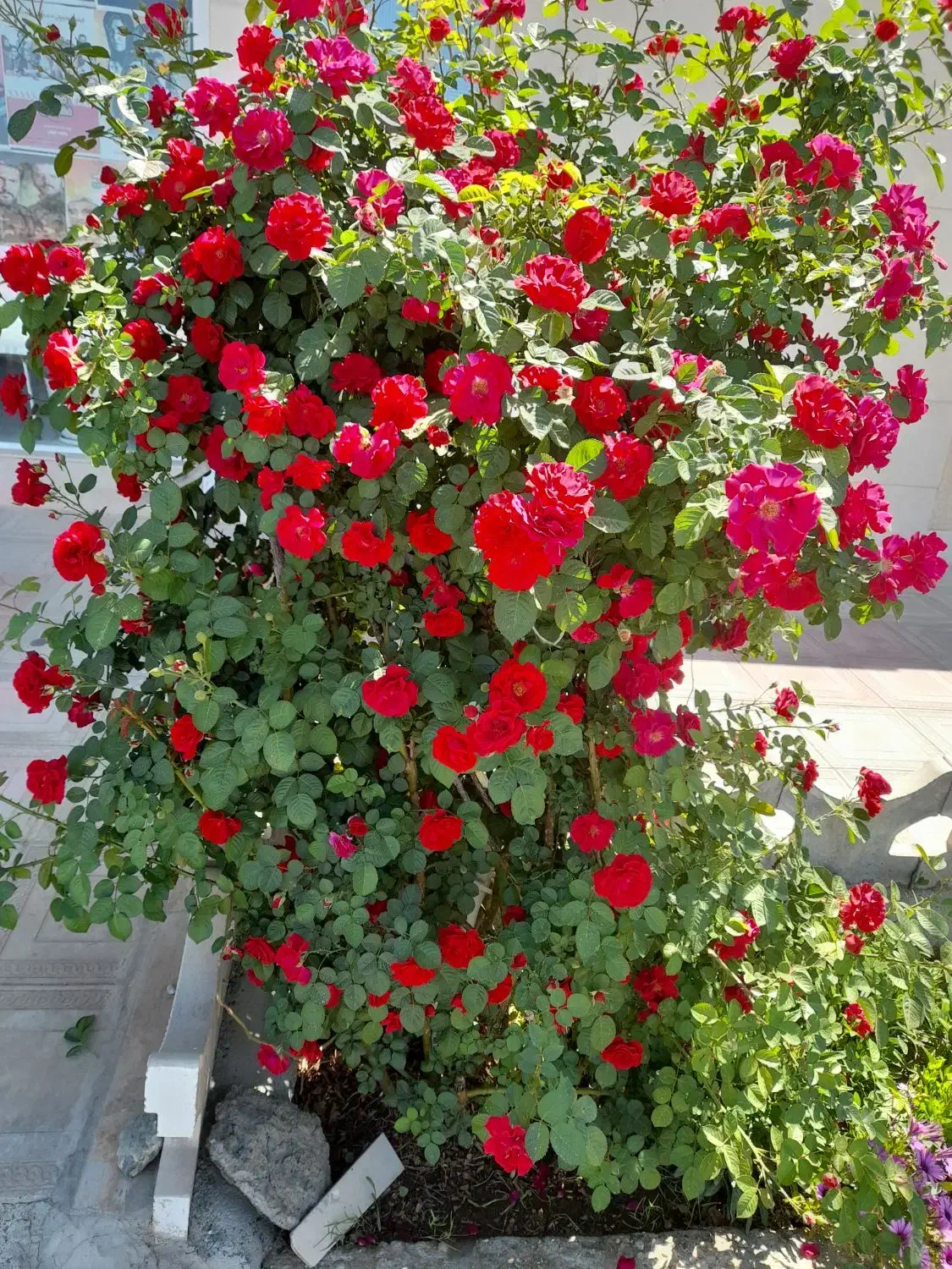 فروش یک عدد فیش عمره|تور و چارتر|بیرجند, |دیوار