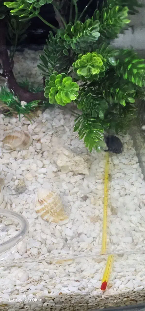 اکواریوم شیشه خم ارتفاع 40 طول 50|ماهی|پرند, فاز ۴|دیوار