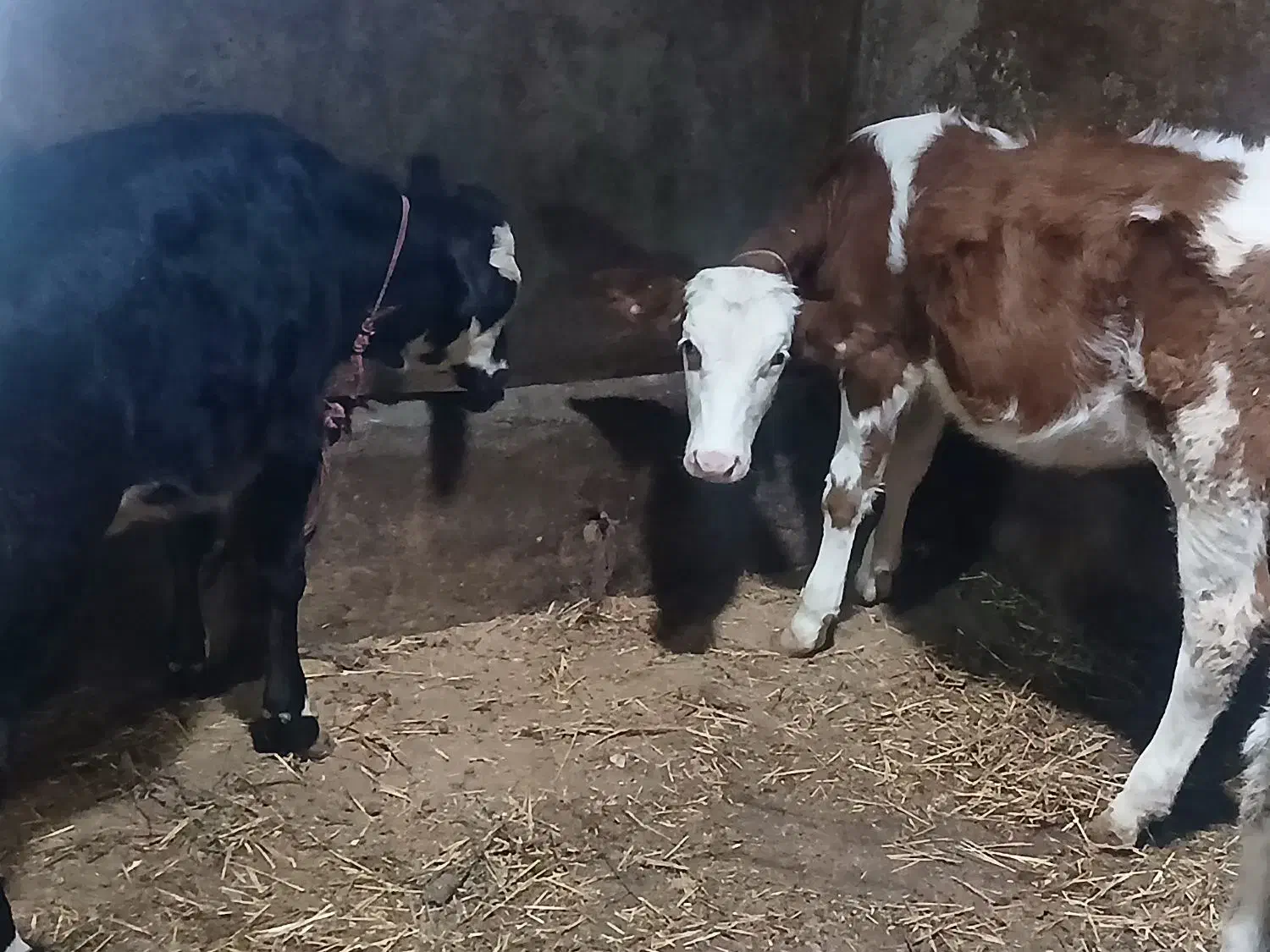 دو گوساله ماده اصل سیمینتال مونتی بیلیارد شیری گاو|حیوانات مزرعه|اردبیل, |دیوار