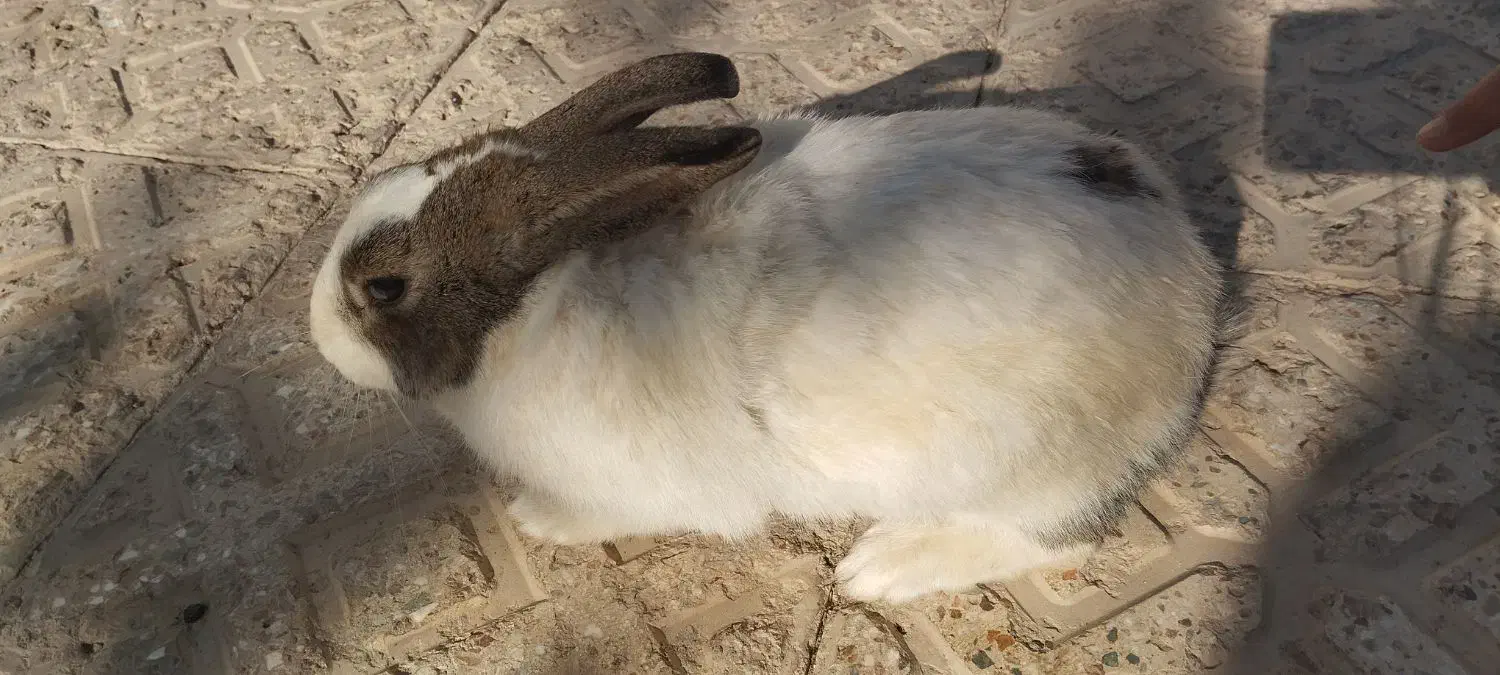 خرگوش بازی گوش|موش و خرگوش|شاهین‌شهر, گزبرخوار|دیوار