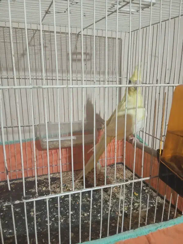 عروس هلندی|پرنده|تربت‌حیدریه, هاشمی‌نژاد|دیوار