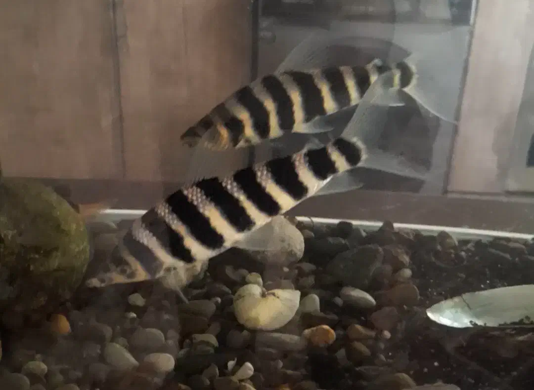 ماهی|ماهی|سنندج, |دیوار