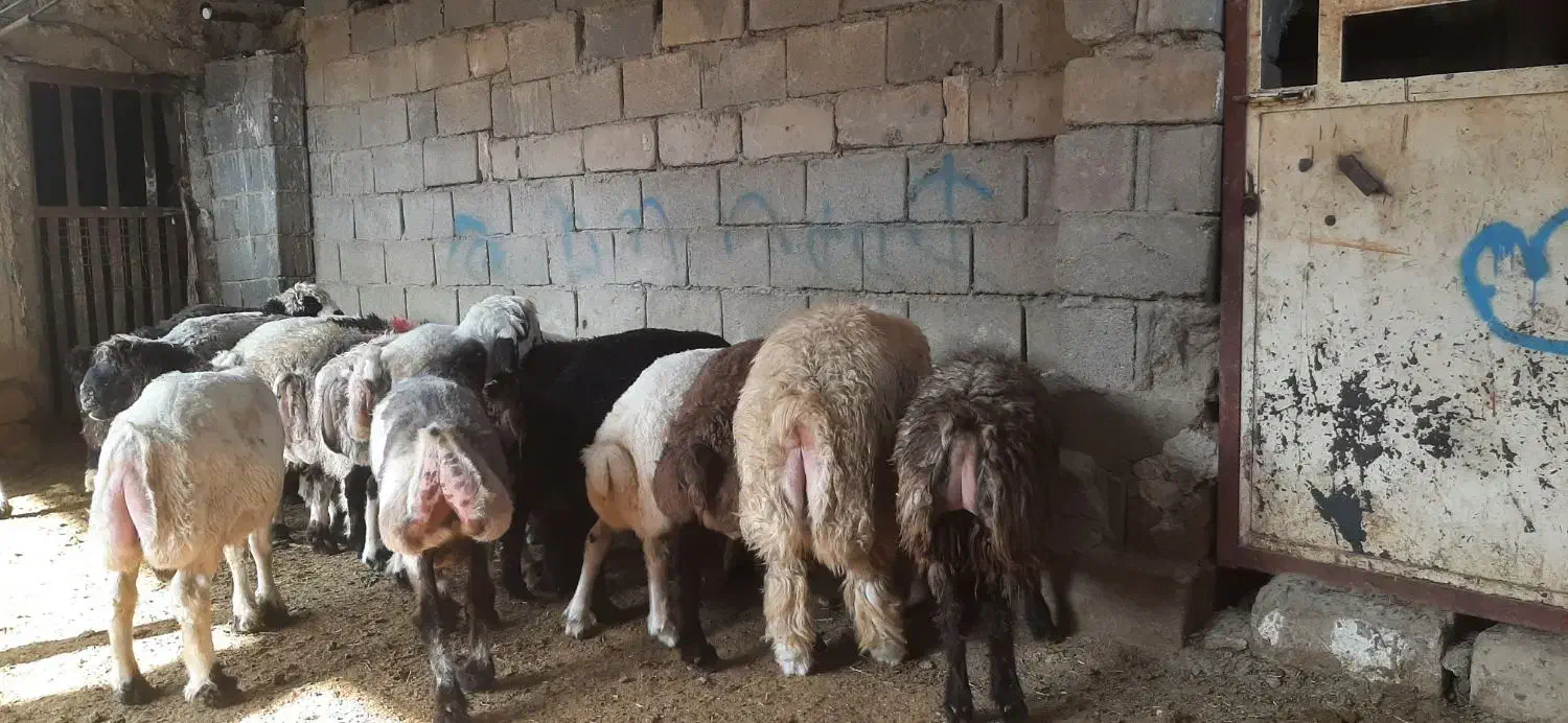 فروش گوشت بره ارگانیک با بهترین خوراک پروار شده|خوردنی و آشامیدنی|سیسخت, |دیوار