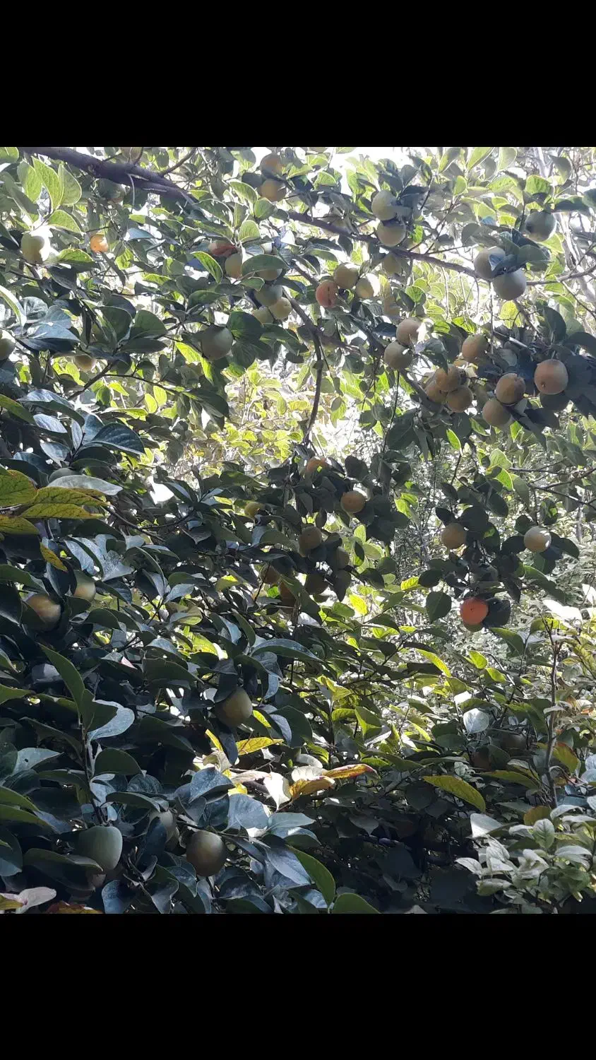 دو درخت خرمالوی دل گاوی وپیوندی بسیارپربار|خوردنی و آشامیدنی|مشکین‌دشت, |دیوار